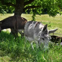 200519_Eselsmühle_Tiere 13, © Guenter E. Bergmann - Photography