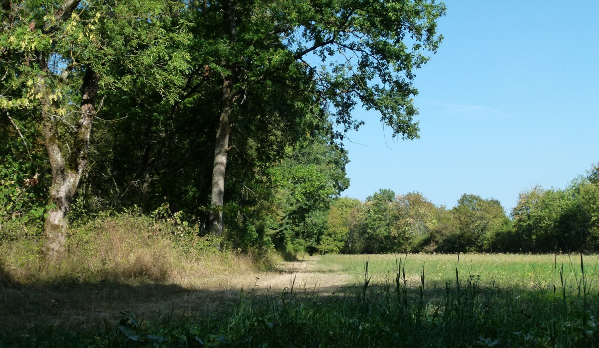 Ein schattiger Waldweg führt durch eine grüne Landschaft mit hohen Bäumen und einer angrenzenden Wiese unter klarem, blauem Himmel., © Natur.Nah. Schönbuch & Heckengäu Ein schattiger Waldweg führt durch eine grüne Landschaft mit hohen Bäumen und einer angrenzenden Wiese unter klarem, blauem Himmel., © Natur.Nah. Schönbuch & Heckengäu