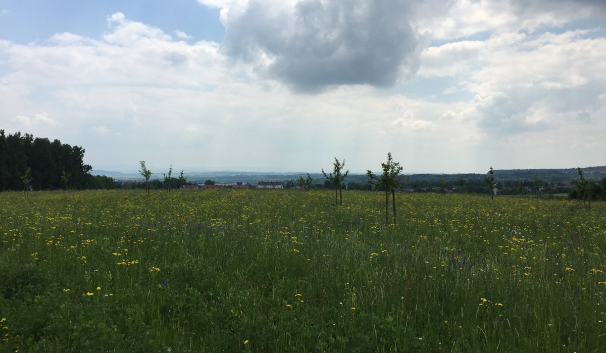 Blick auf Herrenberg, © www.pro-cycl.de