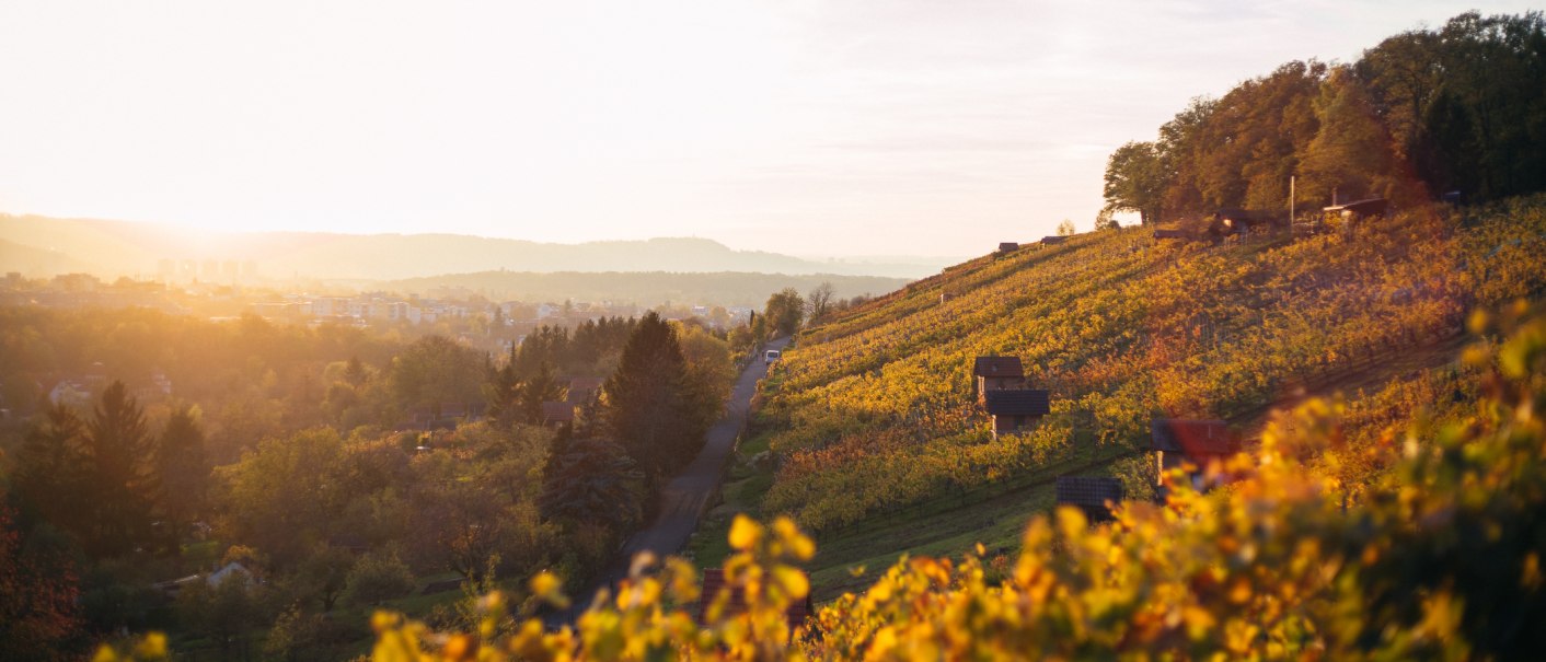 Weinberge im Sonnenuntergang, die Hügel sind in warmes Herbstlicht getaucht. Im Hintergrund eine Stadtlandschaft unter einem klaren Himmel., © 70469R! Weinberge im Sonnenuntergang, die Hügel sind in warmes Herbstlicht getaucht. Im Hintergrund eine Stadtlandschaft unter einem klaren Himmel., © 70469R!