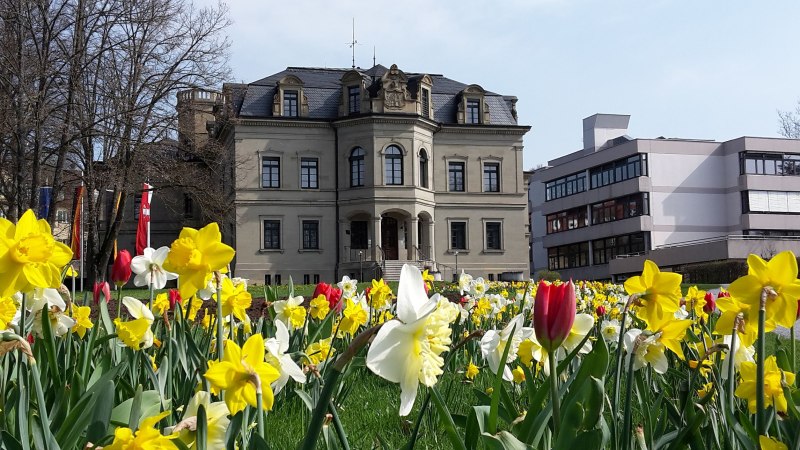 helles Steingebäude des Neuen Schlosses, rechts daneben das helle, moderne Flachdachgebäude der Schloss-Realschule, im Vordergrund gelbe Osterglocken, weiße Narzissen und rote Tulpen, © Petra Natzkowski helles Steingebäude des Neuen Schlosses, rechts daneben das helle, moderne Flachdachgebäude der Schloss-Realschule, im Vordergrund gelbe Osterglocken, weiße Narzissen und rote Tulpen, © Petra Natzkowski