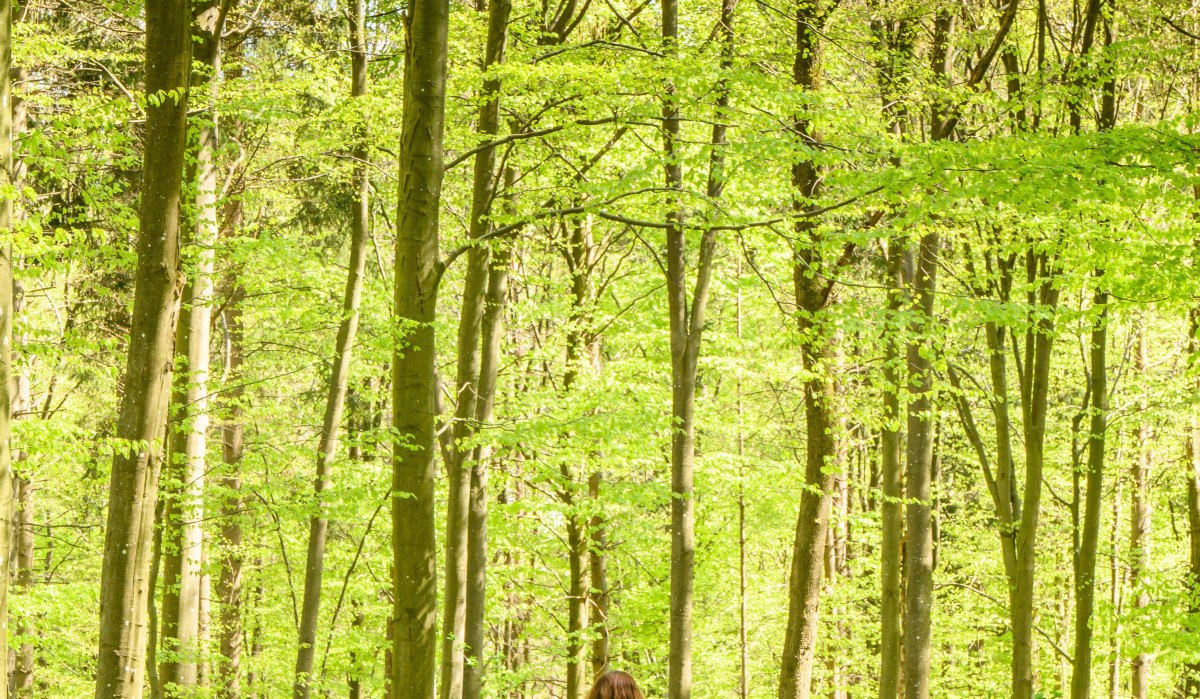 Drei Personen wandern auf einem Waldweg, umgeben von hohen Bäumen mit frischem, grünem Laub., © Stadtverwaltung Winnenden Drei Personen wandern auf einem Waldweg, umgeben von hohen Bäumen mit frischem, grünem Laub., © Stadtverwaltung Winnenden