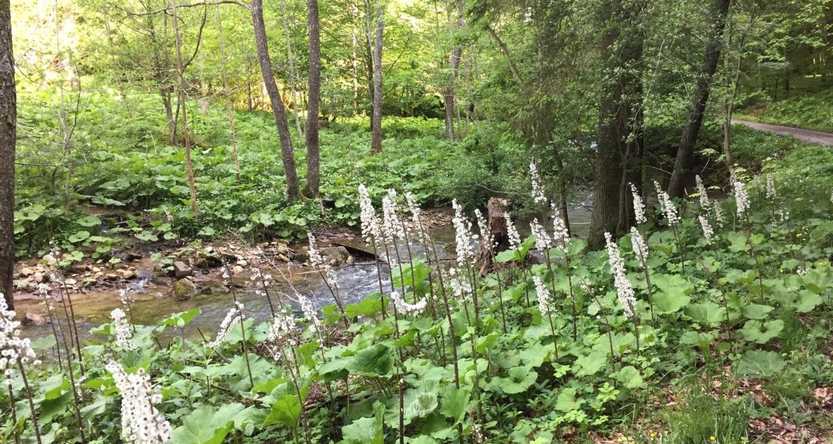 Ein idyllischer Wald mit einem Bach und weißen Blumen im Vordergrund. Üppiges Grün umgibt den klaren Wasserlauf., © www.pro-cycl.de Ein idyllischer Wald mit einem Bach und weißen Blumen im Vordergrund. Üppiges Grün umgibt den klaren Wasserlauf., © www.pro-cycl.de