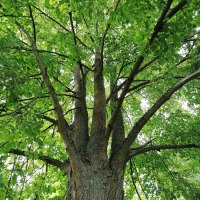 Waldbaden, &copy; (C) Margit Sigle-Rannenberg