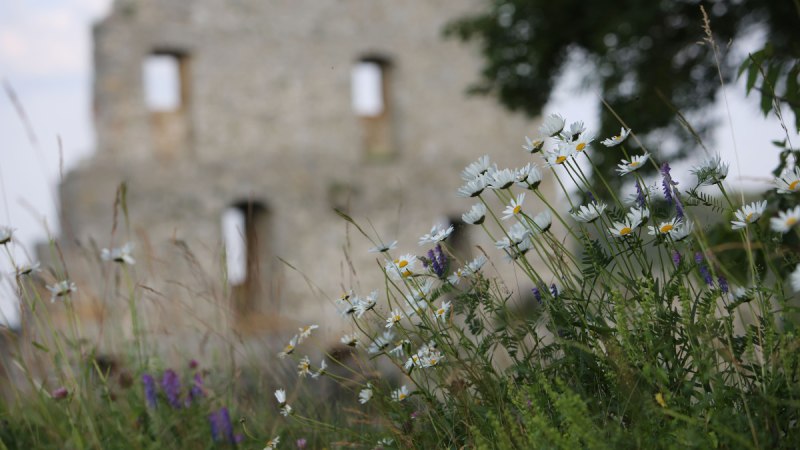 Wildblumen im Vordergrund, darunter weiße Margeriten, vor einer unscharfen Ruine im Hintergrund. Der Himmel ist leicht bewölkt., © Bad Urach Tourismus Wildblumen im Vordergrund, darunter weiße Margeriten, vor einer unscharfen Ruine im Hintergrund. Der Himmel ist leicht bewölkt., © Bad Urach Tourismus