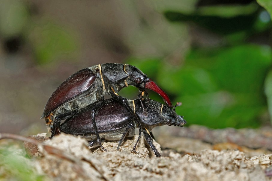 Zwei Hirschkäfer in Nahaufnahme, einer sitzt auf dem anderen. Der Hintergrund ist unscharf und grünlich., © Armin Dieter