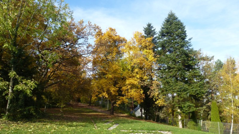 Herbstliche B&auml;ume mit gelbem und gr&uuml;nem Laub in einem Park. Ein Pfad f&uuml;hrt durch die B&auml;ume, der Himmel ist blau.