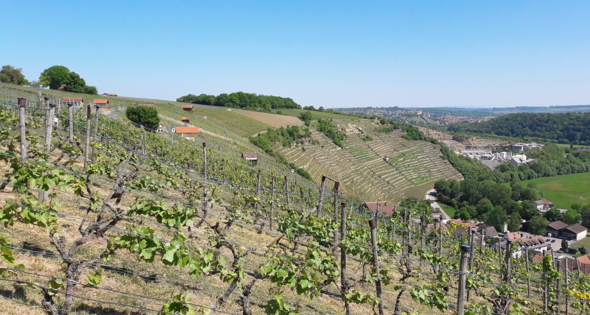 Weinberge an einem sonnigen Hang, im Hintergrund eine Stadt und Wälder unter klarem, blauem Himmel., © Land der 1000 Hügel - Kraichgau-Stromberg Weinberge an einem sonnigen Hang, im Hintergrund eine Stadt und Wälder unter klarem, blauem Himmel., © Land der 1000 Hügel - Kraichgau-Stromberg