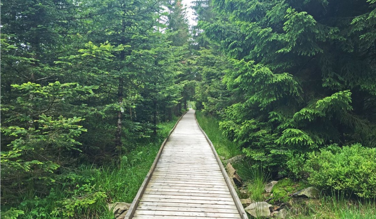 Ein Holzweg führt durch einen dichten, grünen Wald zum Hochmoor Hohlohsee. Der Weg ist von hohen Bäumen gesäumt., © www.pro-cycl.de Ein Holzweg führt durch einen dichten, grünen Wald zum Hochmoor Hohlohsee. Der Weg ist von hohen Bäumen gesäumt., © www.pro-cycl.de