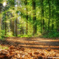 Waldbaden, © pixabay Waldbaden, © pixabay