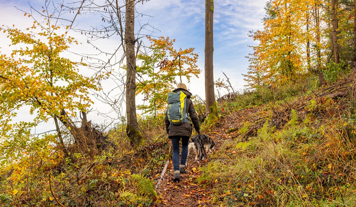 Eine Person mit Rucksack wandert mit einem Hund auf einem herbstlichen Waldweg. Die Bäume sind in bunten Herbstfarben gefärbt.