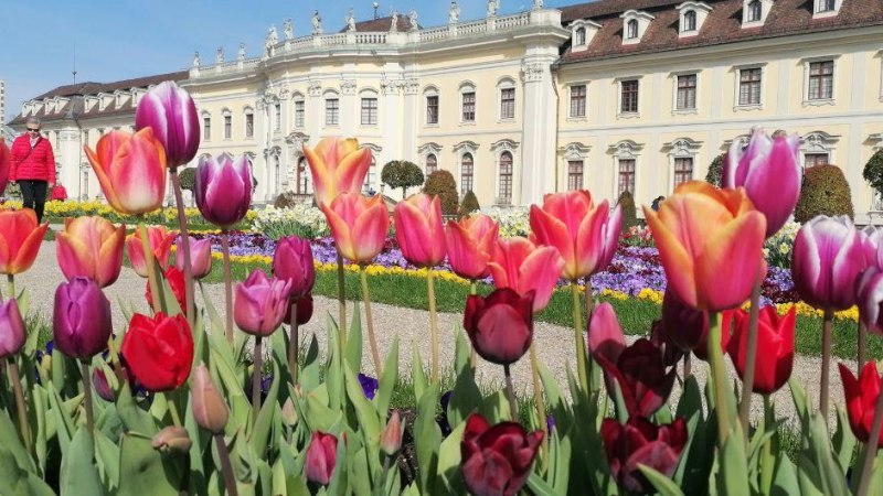 Bunte Tulpen bl&uuml;hen vor dem pr&auml;chtigen Ludwigsburger Schloss, das im Hintergrund zu sehen ist. Ein sonniger Fr&uuml;hlingstag im Bl&uuml;henden Barock., &copy; Bl&uuml;hendes Barock Gartenschau Ludwigsburg GmbH