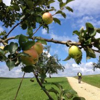Ein Wanderer mit Rucksack geht auf einem Feldweg, umgeben von Apfelb&auml;umen und gr&uuml;nen Wiesen, unter einem blauen Himmel mit Wolken., &copy; N&uuml;rtingen - Stuttgart-Marketing GmbH