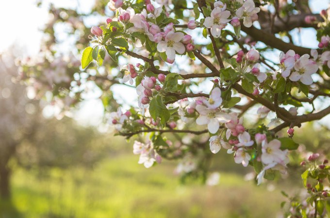 Bl&uuml;hende Apfelbaumzweige mit rosa und wei&szlig;en Bl&uuml;ten im Sonnenlicht. Der Hintergrund zeigt eine unscharfe, gr&uuml;ne Wiese., &copy; Stadt G&ouml;ppingen