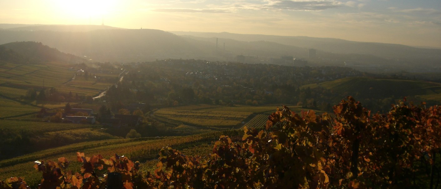 Weinberge im Vordergrund, die im Sonnenuntergang leuchten. Im Hintergrund erstreckt sich eine Stadt im Tal, umgeben von Hügeln und Feldern., © Weingut Warth