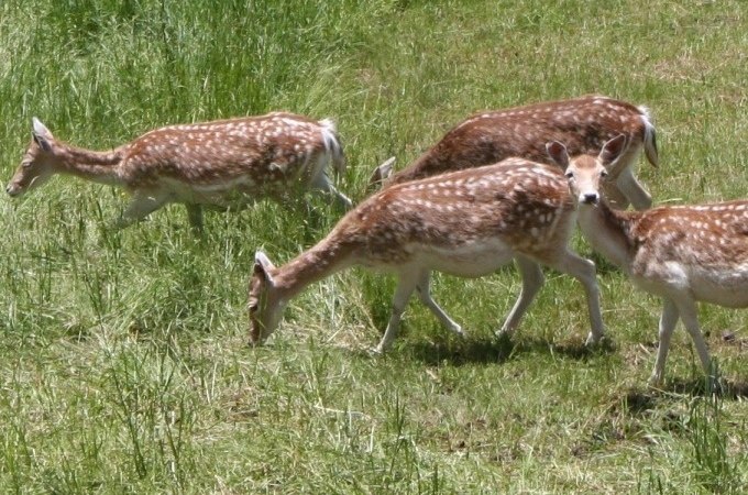 Vier Rehe mit geflecktem Fell grasen auf einer grünen Wiese in der Sonne., © Kultweine-Kochwelten-Kunstücke - Kochschule Sonja Lenz