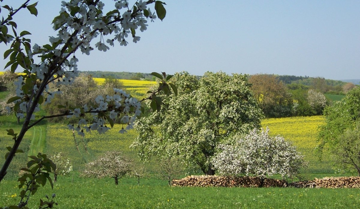 Blühende Obstbäume vor gelben Rapsfeldern und grünem Gras, unter blauem Himmel. Ein friedliches, ländliches Frühlingsbild., © Natur.Nah. Schönbuch & Heckengäu Blühende Obstbäume vor gelben Rapsfeldern und grünem Gras, unter blauem Himmel. Ein friedliches, ländliches Frühlingsbild., © Natur.Nah. Schönbuch & Heckengäu