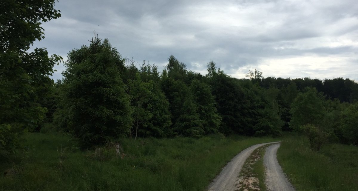 Ein schmaler Weg schl&auml;ngelt sich durch einen gr&uuml;nen Wald unter einem bew&ouml;lkten Himmel. Die B&auml;ume sind dicht und &uuml;ppig., &copy; www.pro-cycl.de