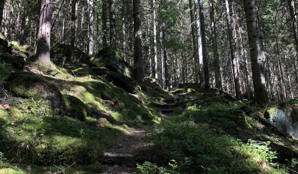 Ein schmaler Pfad schlängelt sich durch einen dichten, moosbedeckten Nadelwald. Sonnenstrahlen fallen durch die hohen Bäume und beleuchten den Weg., © Nördlicher Schwarzwald Ein schmaler Pfad schlängelt sich durch einen dichten, moosbedeckten Nadelwald. Sonnenstrahlen fallen durch die hohen Bäume und beleuchten den Weg., © Nördlicher Schwarzwald