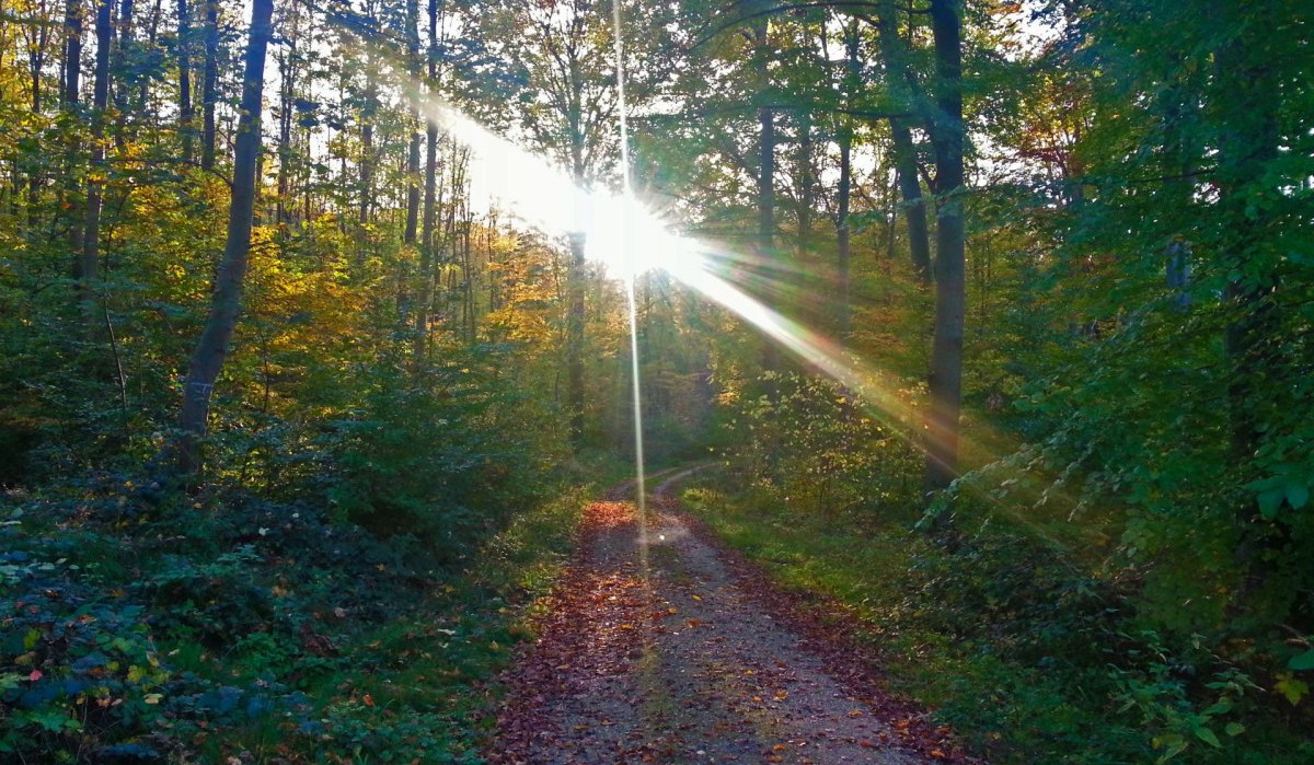 Sonnenstrahlen durchdringen die Bäume eines herbstlichen Waldes im Schurwald. Ein mit Laub bedeckter Weg führt durch die Szenerie., © Kulturamt Plochingen