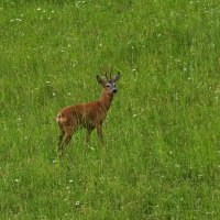 Ein Reh steht auf einer grünen Wiese mit vereinzelten weißen Blüten und schaut in die Kamera.
