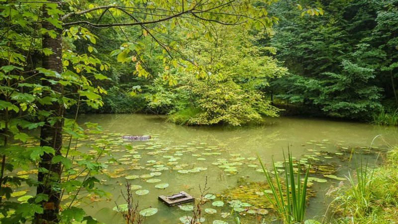 FeenSpuren | Waldzauber Premiumspazierwanderweg - Premiumwanderweg mit Start in Rudersberg