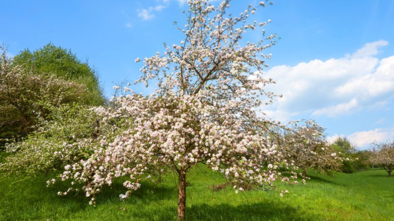 Ein blühender Streuobstbaum steht auf einer grünen Wiese. Der Himmel ist blau mit einigen Wolken., © Naturpark Stromberg-Heuchelberg Ein blühender Streuobstbaum steht auf einer grünen Wiese. Der Himmel ist blau mit einigen Wolken., © Naturpark Stromberg-Heuchelberg