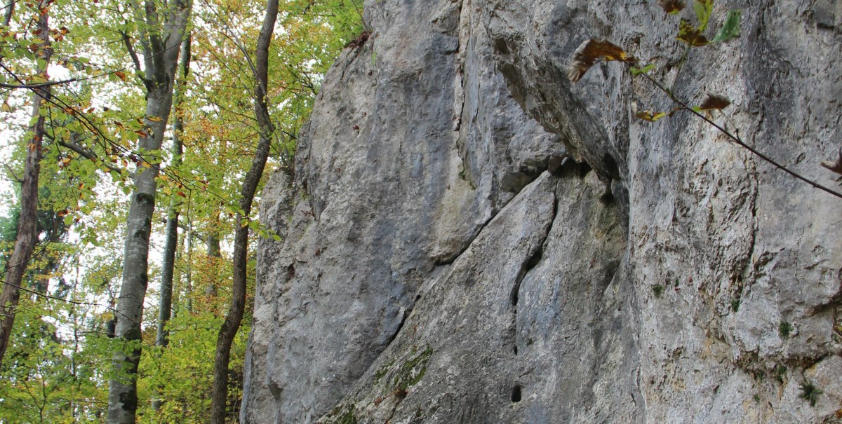 Ein massiver Felsen erhebt sich im Wald, umgeben von hohen Bäumen und herbstlichem Laub., © Bad urach Tourismus