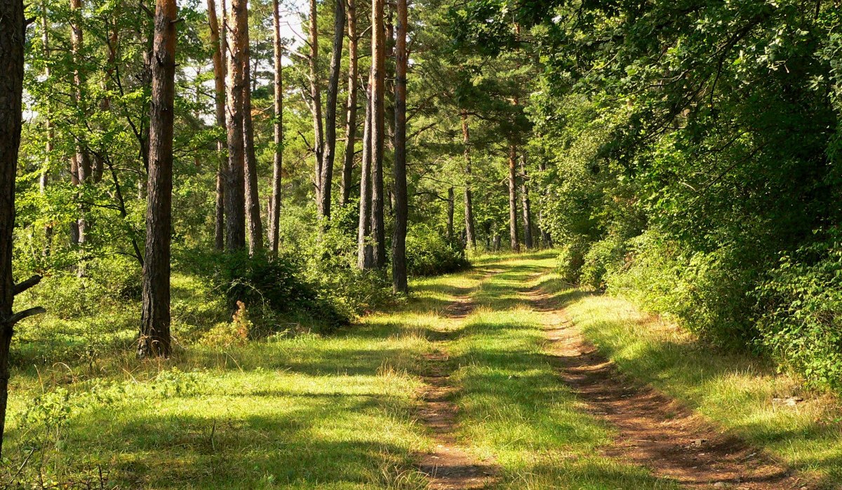Ein schmaler Waldweg schlängelt sich durch einen sonnigen Wald mit hohen Bäumen und dichtem Grün., © Natur.Nah. Schönbuch & Heckengäu
