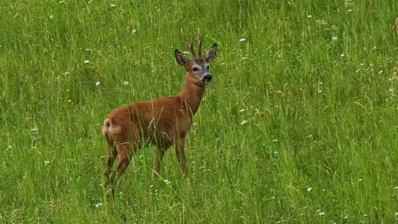 Ein Reh steht auf einer gr&uuml;nen Wiese mit vereinzelten wei&szlig;en Bl&uuml;ten und schaut in die Kamera.