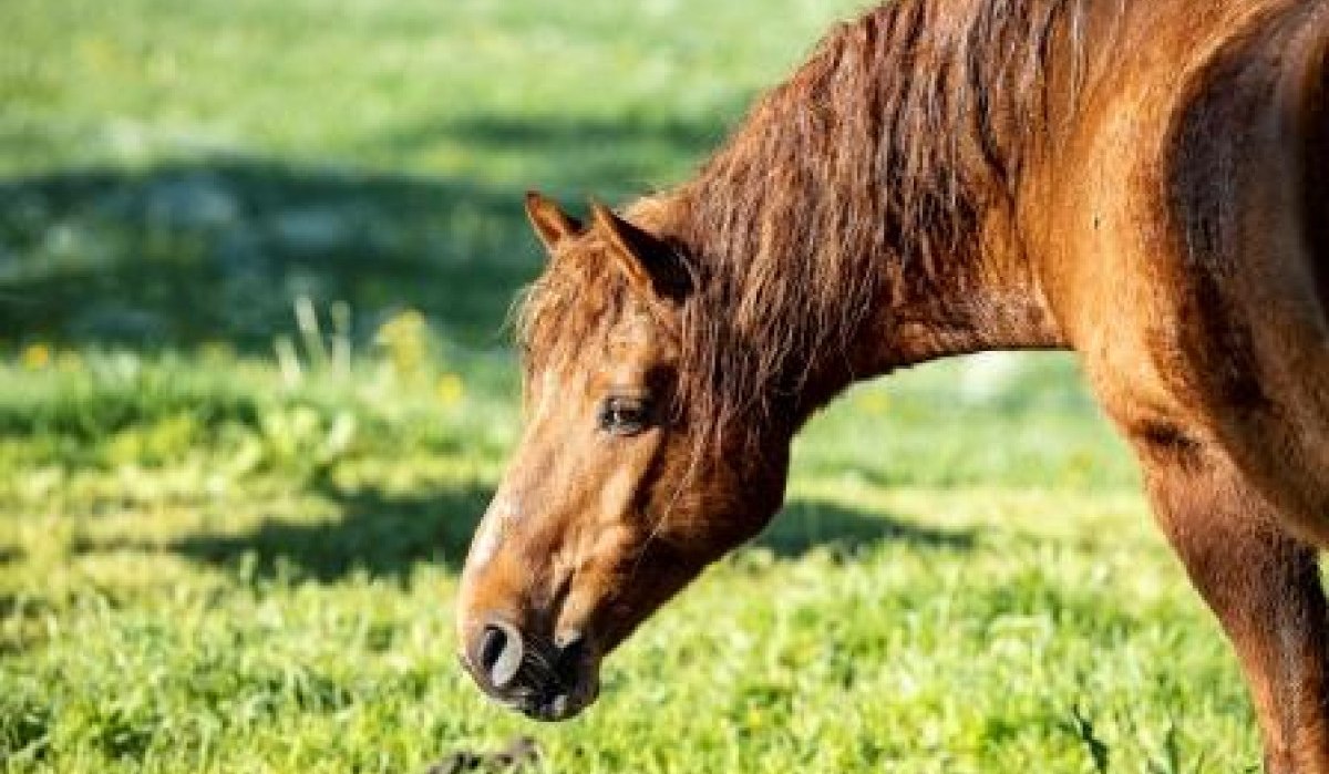 Ein braunes Pferd steht auf einer grünen Wiese und schaut nach unten. Die Sonne scheint auf das Tier., © Torsten Wenzler