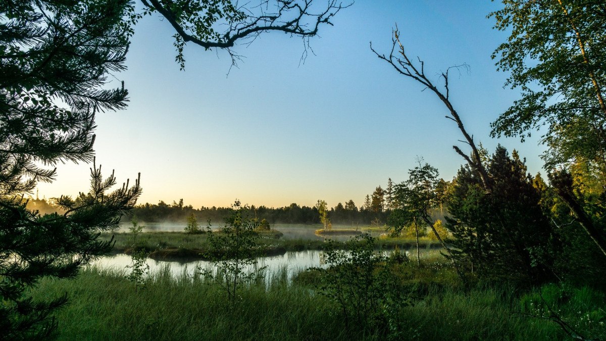 Morgenstimmung im Wildsee-Hochmoor, Deutschland. Nebel schwebt über dem Wasser, umgeben von Bäumen und Gras im sanften Licht des Sonnenaufgangs., © Nördlicher Schwarzwald