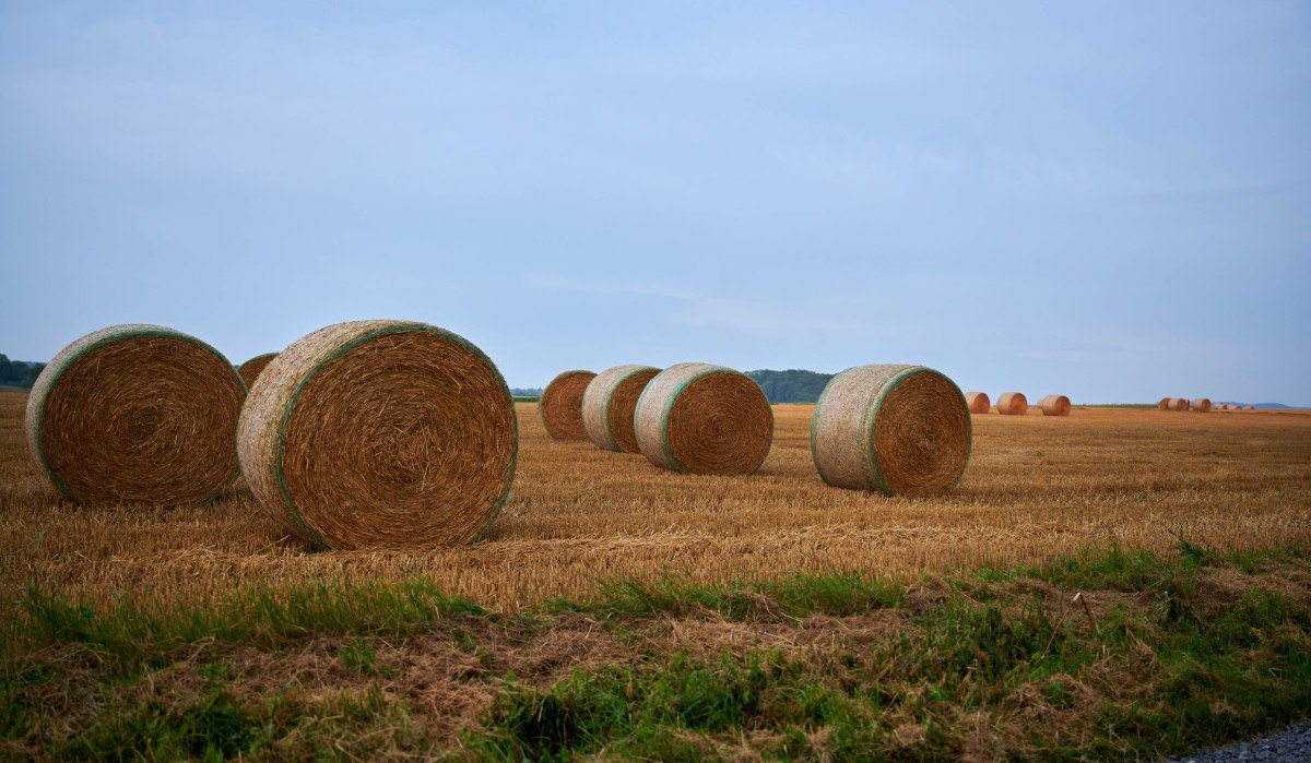 Runde Heuballen liegen auf einem abgeernteten Feld unter einem klaren blauen Himmel. Im Vordergrund ist eine grüne Grasfläche zu sehen., © Kraichgau-Stromberg Tourismus e.V. Runde Heuballen liegen auf einem abgeernteten Feld unter einem klaren blauen Himmel. Im Vordergrund ist eine grüne Grasfläche zu sehen., © Kraichgau-Stromberg Tourismus e.V.