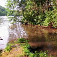 Mündung des Zipfelbachs in einen größeren Fluss, umgeben von Bäumen und grüner Vegetation., © Hans Suckowski Mündung des Zipfelbachs in einen größeren Fluss, umgeben von Bäumen und grüner Vegetation., © Hans Suckowski