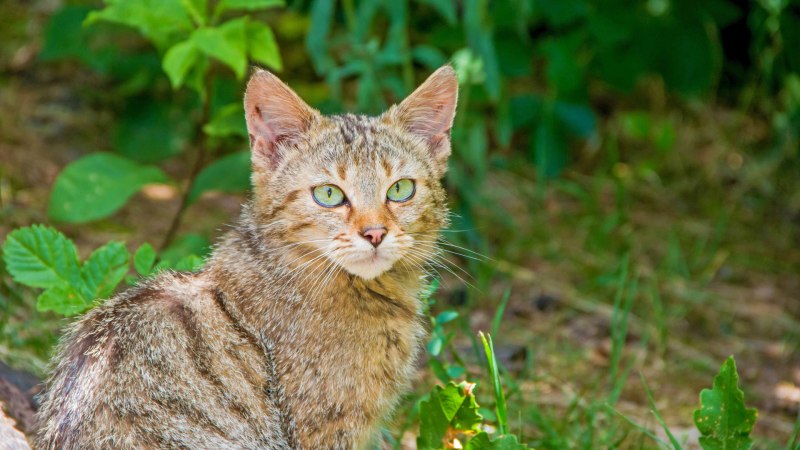 Wildparadies_Tiere_Wildkatze, © Erlebnispark Tripsdrill