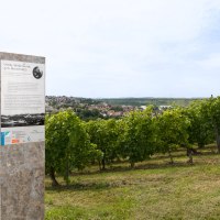 Weinberg mit Infotafel über Ottilie Wildermuth. Im Hintergrund ist eine Stadtlandschaft zu sehen. Der Himmel ist leicht bewölkt., © Marbach - Stuttgart-Marketing GmbH