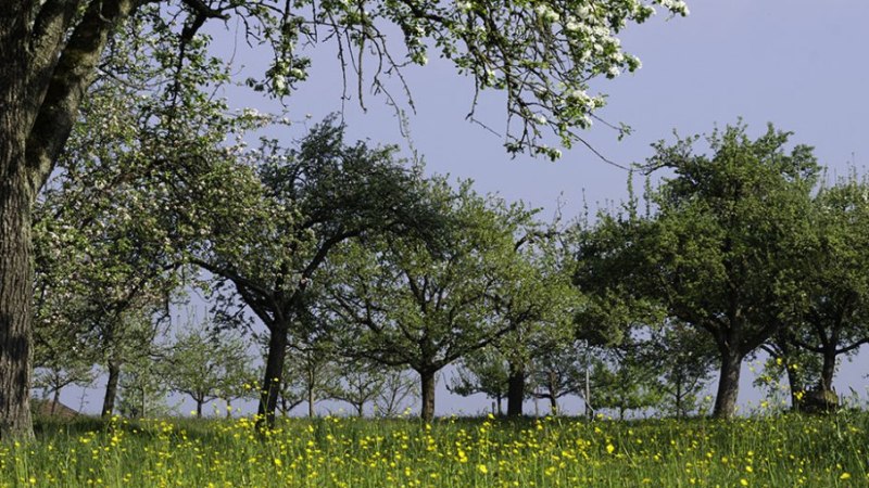 Bl&uuml;hende Obstb&auml;ume auf einer gr&uuml;nen Wiese mit gelben Blumen unter blauem Himmel., &copy; Natur.Nah. Sch&ouml;nbuch & Heckeng&auml;u