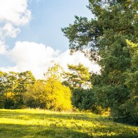 Sonnige Wiese in der Gerlinger Heide mit üppigen Bäumen und blauem Himmel. Die Szenerie strahlt Ruhe und Naturverbundenheit aus., © Stuttgart-Marketing GmbH, Sarah Schmid Sonnige Wiese in der Gerlinger Heide mit üppigen Bäumen und blauem Himmel. Die Szenerie strahlt Ruhe und Naturverbundenheit aus., © Stuttgart-Marketing GmbH, Sarah Schmid