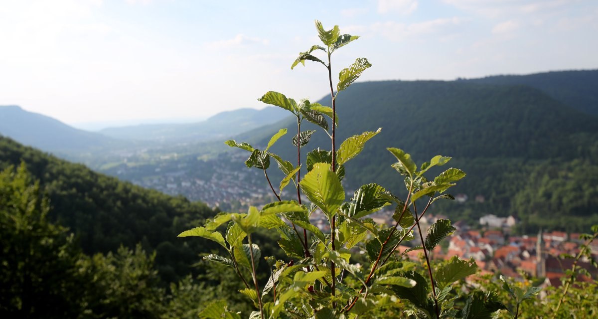 Blick auf Bad Urach, © Bad Urach Tourismus Blick auf Bad Urach, © Bad Urach Tourismus