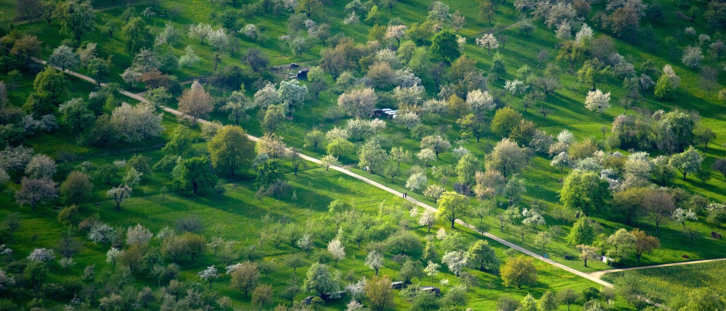 Luftaufnahme von Streuobstwiesen am Albtrauf mit bl&uuml;henden B&auml;umen und einem Weg in der Mitte. Die Landschaft ist gr&uuml;n und lebendig., &copy; SMG, Achim Mende