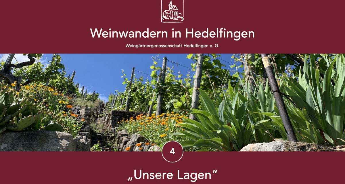 Weinberg in Hedelfingen mit blühenden Blumen und Reben unter blauem Himmel. Text: "Weinwandern in Hedelfingen", "Unsere Lagen"., © Lukas Alperowitz Weinberg in Hedelfingen mit blühenden Blumen und Reben unter blauem Himmel. Text: "Weinwandern in Hedelfingen", "Unsere Lagen"., © Lukas Alperowitz