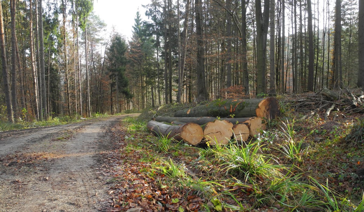 Ein Waldweg führt durch einen lichten Wald. Am Wegesrand liegen gefällte Baumstämme, umgeben von Herbstlaub und Gras., © Remstal Tourismus e.V.