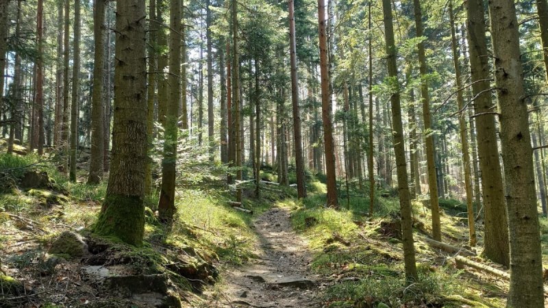 Der Pfad durch den lichten Wald ist traumhaft schön, © Nördlicher Schwarzwald Der Pfad durch den lichten Wald ist traumhaft schön, © Nördlicher Schwarzwald