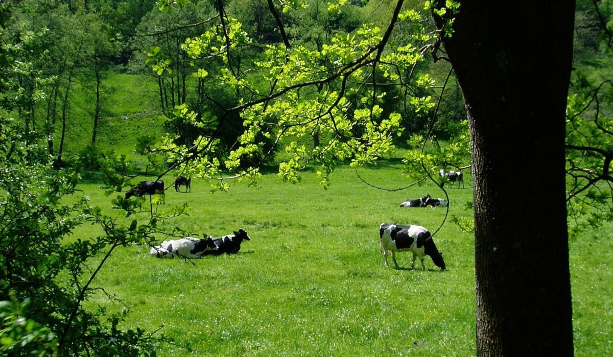 Kühe auf einer grünen Wiese, umgeben von Bäumen. Ein Baum im Vordergrund, sonniger Tag., © Natur.Nah. Schönbuch & Heckengäu Kühe auf einer grünen Wiese, umgeben von Bäumen. Ein Baum im Vordergrund, sonniger Tag., © Natur.Nah. Schönbuch & Heckengäu