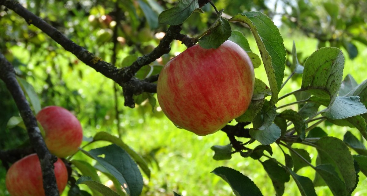 Zwei rote Äpfel hängen an einem Ast mit grünen Blättern, im Hintergrund unscharfe grüne Wiese., © Nürtingen - Stuttgart-Marketing GmbH Zwei rote Äpfel hängen an einem Ast mit grünen Blättern, im Hintergrund unscharfe grüne Wiese., © Nürtingen - Stuttgart-Marketing GmbH