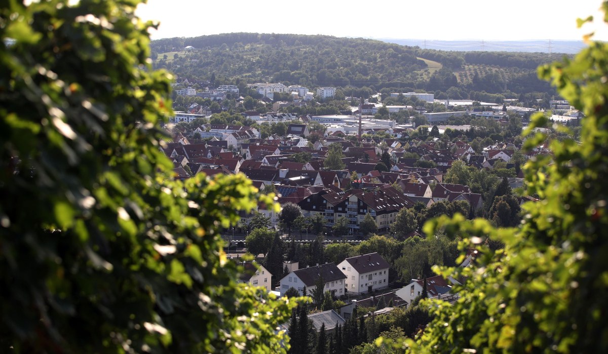 Blick vom Weinberg auf Metzingen: Im Vordergrund Weinreben, dahinter Dächer der Stadt und grüne Hügel im Hintergrund.