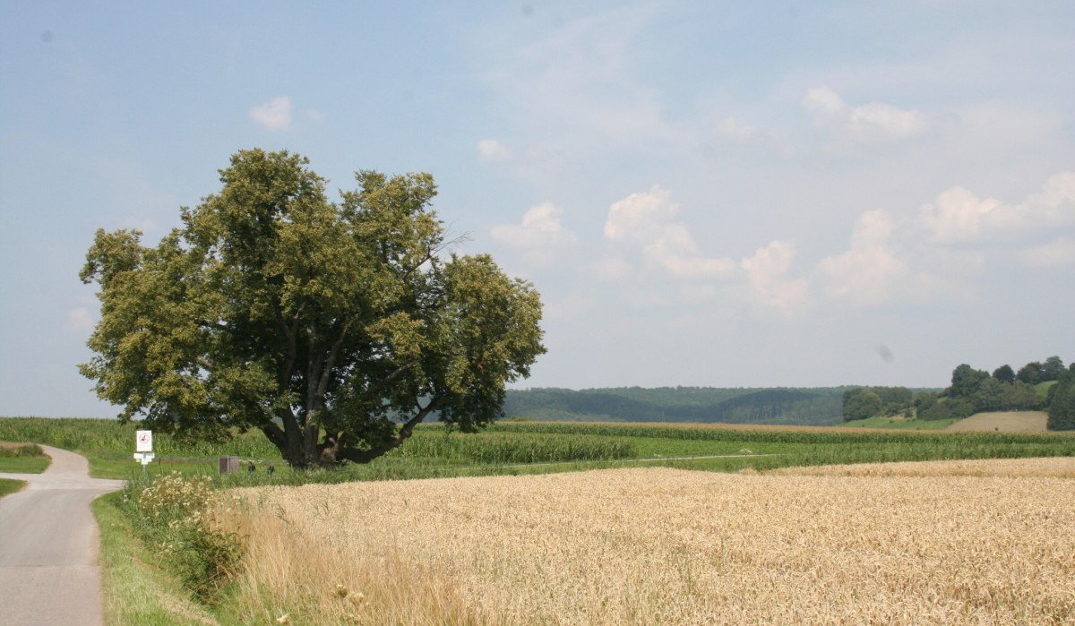 Ein großer Baum steht neben einem Feldweg, umgeben von einem Getreidefeld und grünen Wiesen unter einem blauen Himmel mit Wolken., © Natur.Nah. Schönbuch & Heckengäu