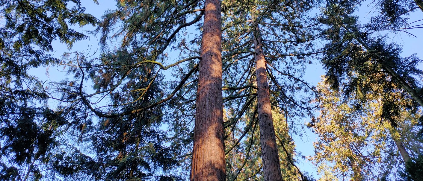 Blick von unten auf hohe Mammutbäume im Wald. Die Sonne scheint durch die Äste, der Himmel ist blau., © SMG