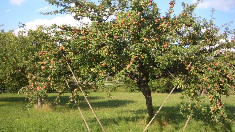 Ein Apfelbaum voller reifer Äpfel steht auf einer grünen Wiese. Der Baum wird von Holzstangen gestützt. Der Himmel ist blau mit einigen Wolken., © Natur.Nah. Schönbuch & Heckengäu Ein Apfelbaum voller reifer Äpfel steht auf einer grünen Wiese. Der Baum wird von Holzstangen gestützt. Der Himmel ist blau mit einigen Wolken., © Natur.Nah. Schönbuch & Heckengäu