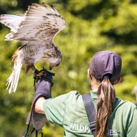 Bei der Vogelshow im Wildtierparadies Cleebronn landet ein Greifvogel auf dem Arm einer Falknerin vor gr&uuml;nem Hintergrund., &copy; SMG, Sarah Schmid